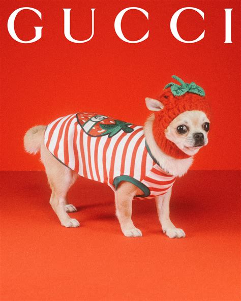 gucci perfume animal testing|is Gucci animal friendly.